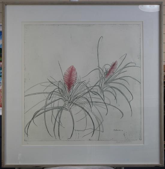 Elizabeth Blackadder (1931-) Tillandsia, 25 x 25in.